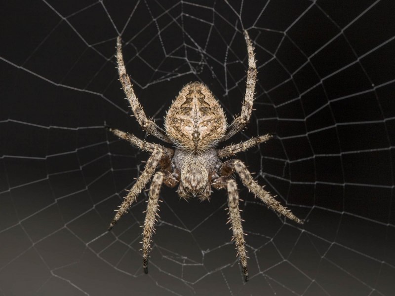 Отряд Araneae пауки