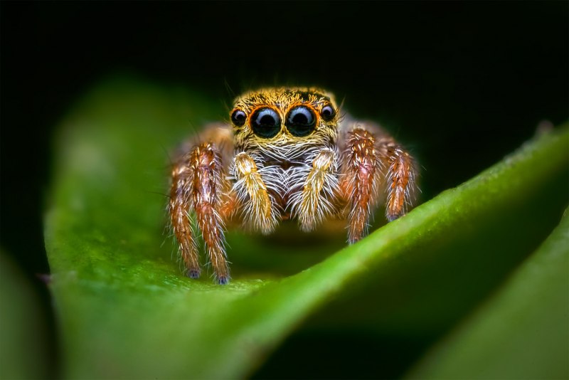 Patu Digua паук
