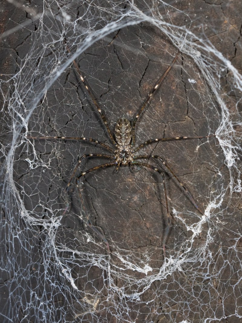 Hypochilus thorelli