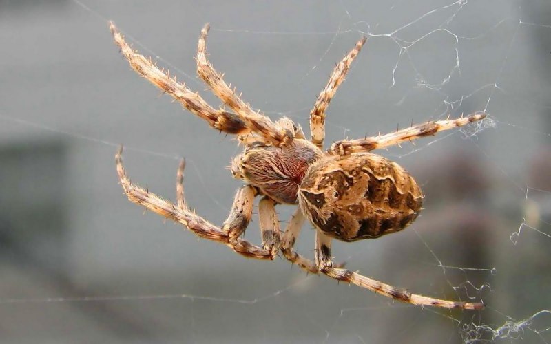 Larinioides sclopetarius