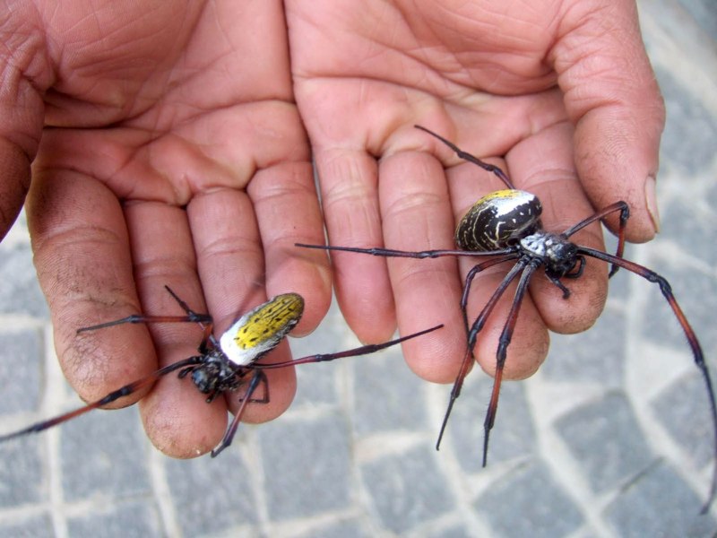 Паук золотопряд Nephila