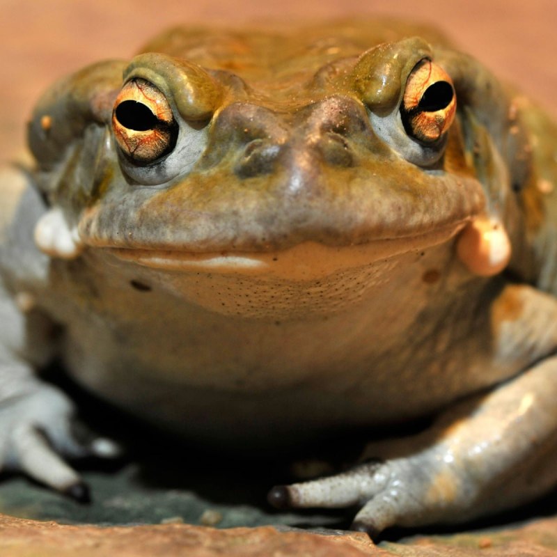 Южно африканской Жабы Bufo superciliaris