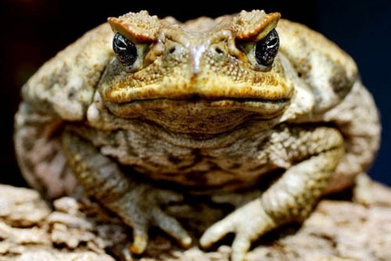 Anaxyrus americanus
