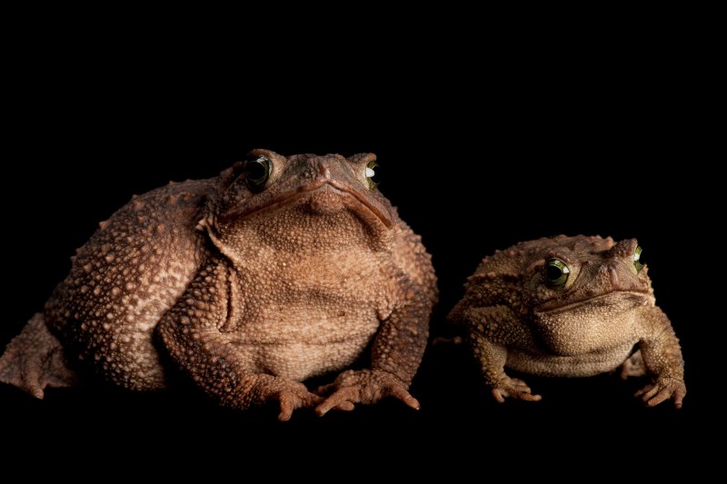 Glyphoglossus Molossus