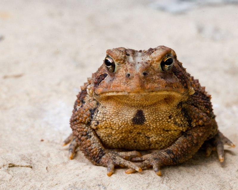 Bullfrog лягушка