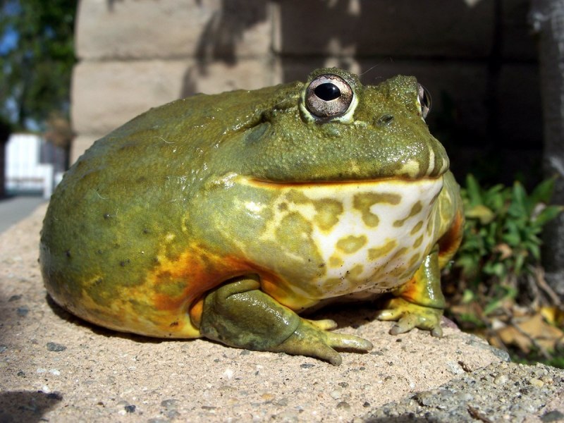 Узкорот лягушка