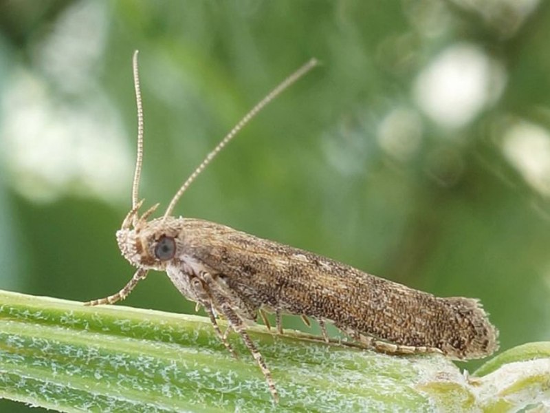 Картофельная моль Phthorimaea operculella Zell.