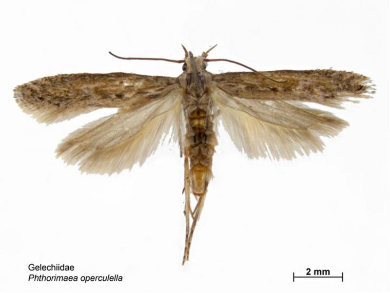 Картофельная моль Phthorimaea operculella Zell.