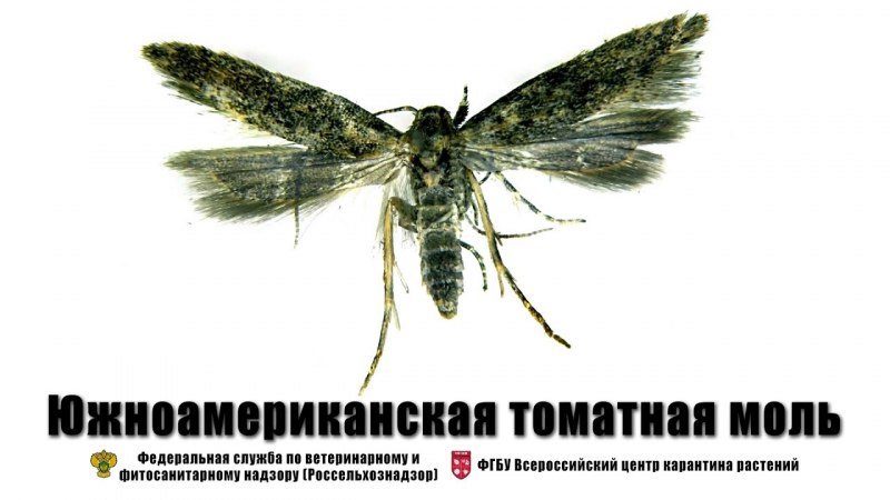 Томатная минирующая моль (tuta absoluta)