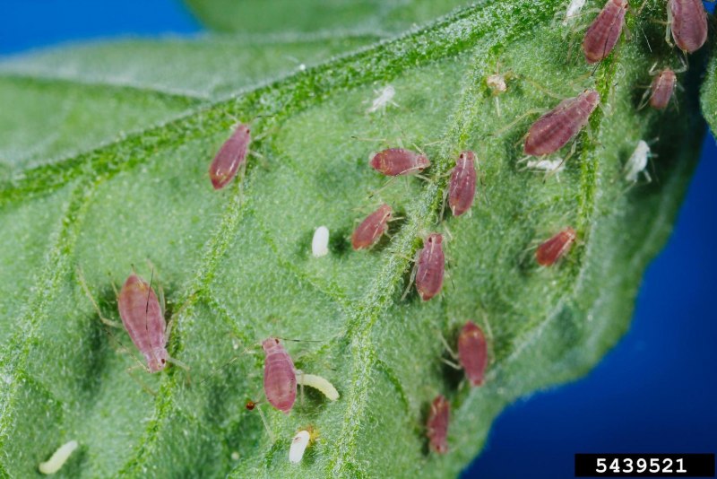Agrotis segetum гусеница