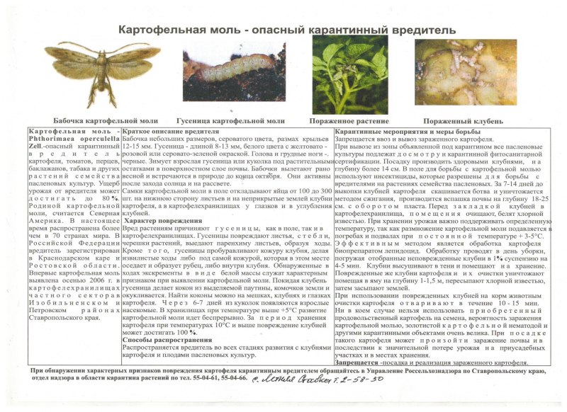 Минирующая моль на картофеле