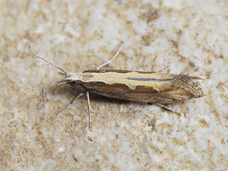 Платяная моль (Tineola bisselliella)