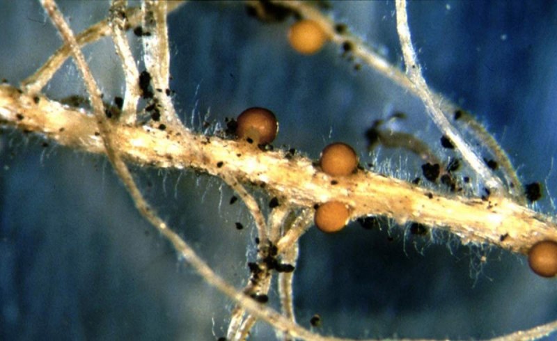 Plutella xylostella