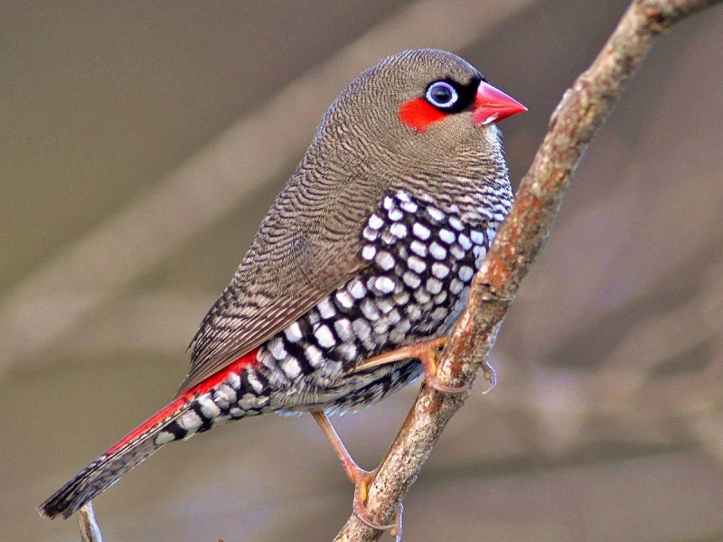 Poephila qouldiae