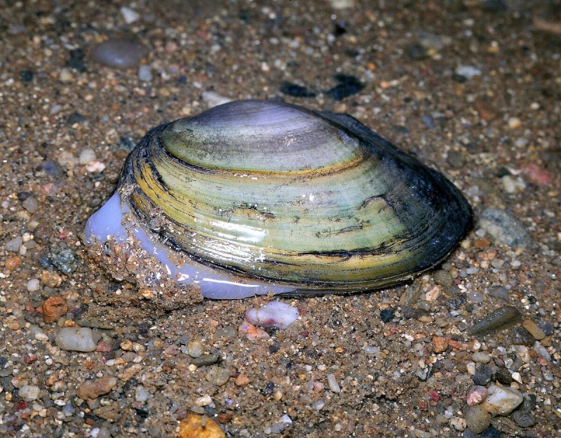 Спондилюс (Spondylus Regius)