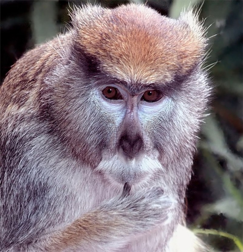 Cercopithecus Lomamiensis