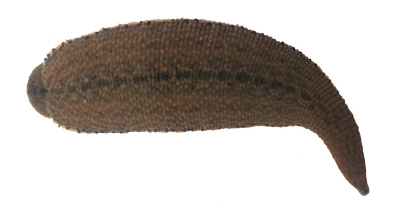 Hirudo medicinalis