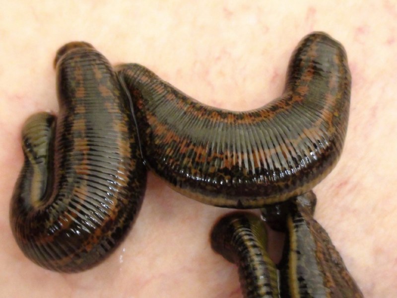 Восточная пиявка Hirudo medicinalis orientalis