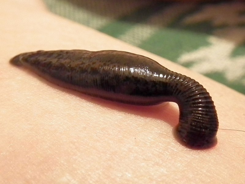 Щетинковая пиявка (Acanthobdella peledina