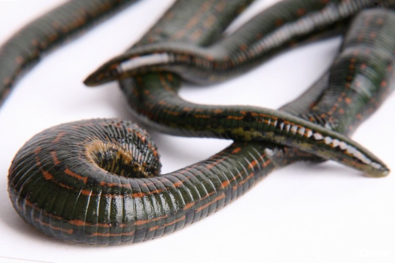 Японская Горная пиявка Haemadipsa zeylanica