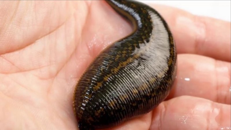 • Восточная – Hirudo medicinalis orientalis.