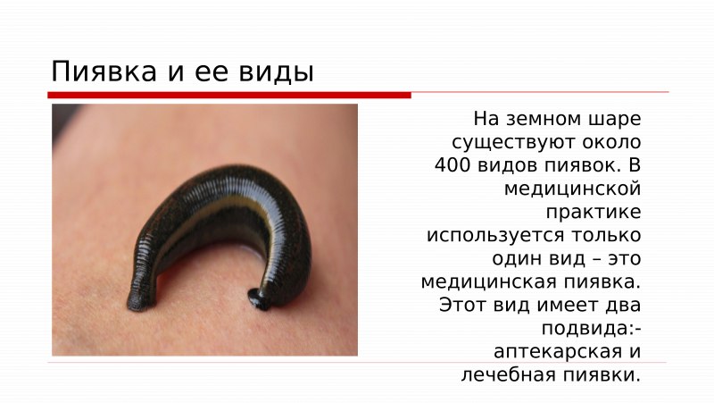 Двуглазая пиявка