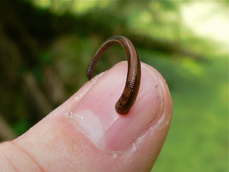 Восточная пиявка Hirudo medicinalis orientalis