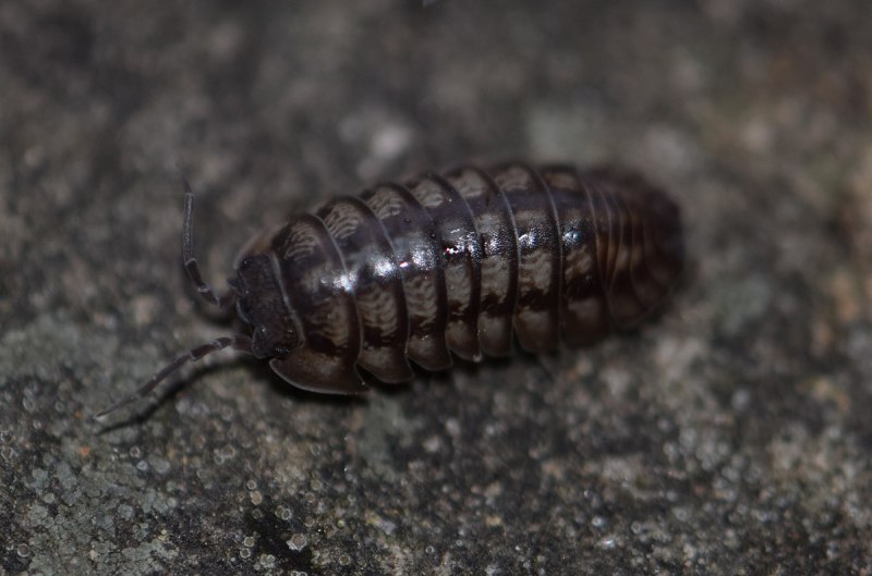 Oniscus Asellus