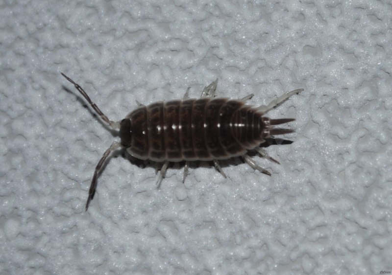 Артроплевра (Arthropleura)