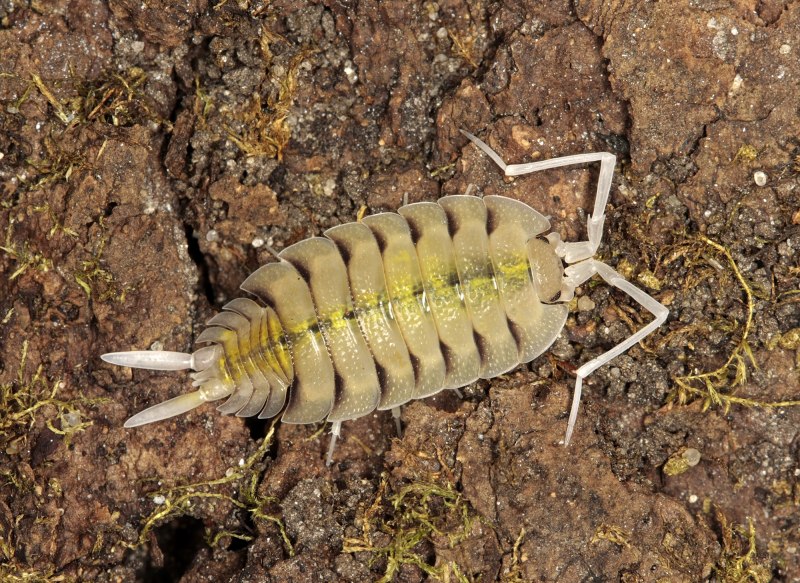 Тропические белые мокрицы (Trichorhina tomentosa)