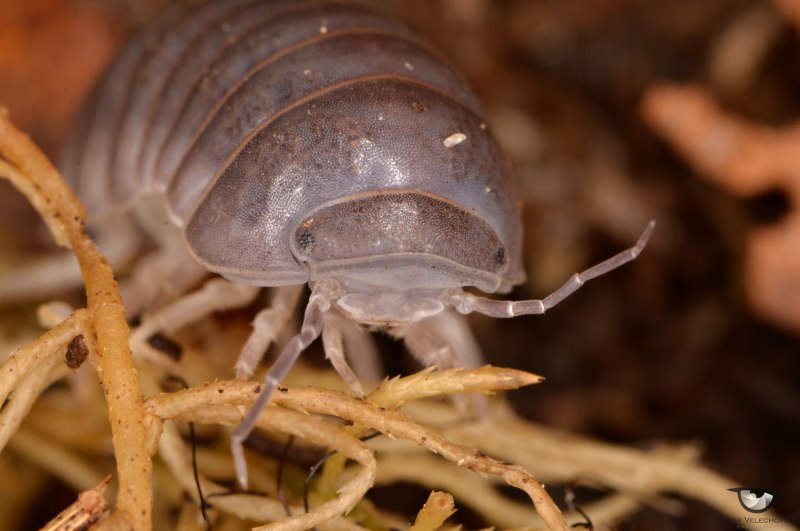 Oniscus Asellus