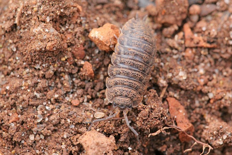 Lepisma saccharina