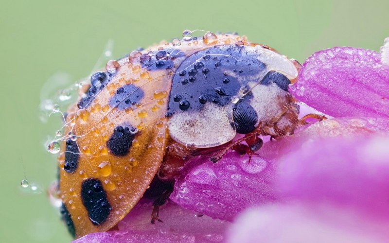 Двенадцатиточечная Божья коровка (Coleomegilla maculata)