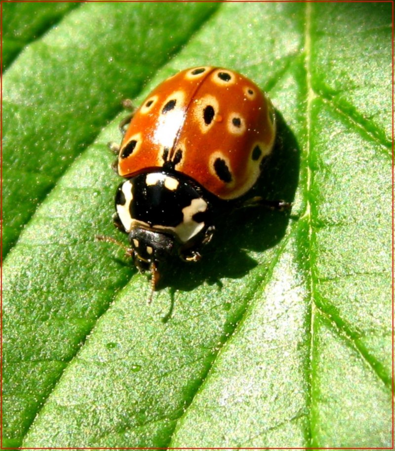 Божьи коровки