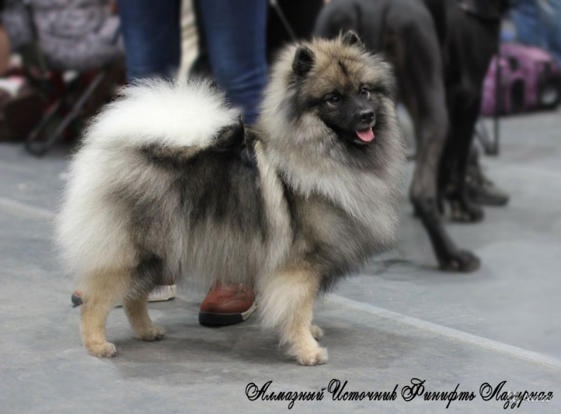 Малый шпиц Волчий