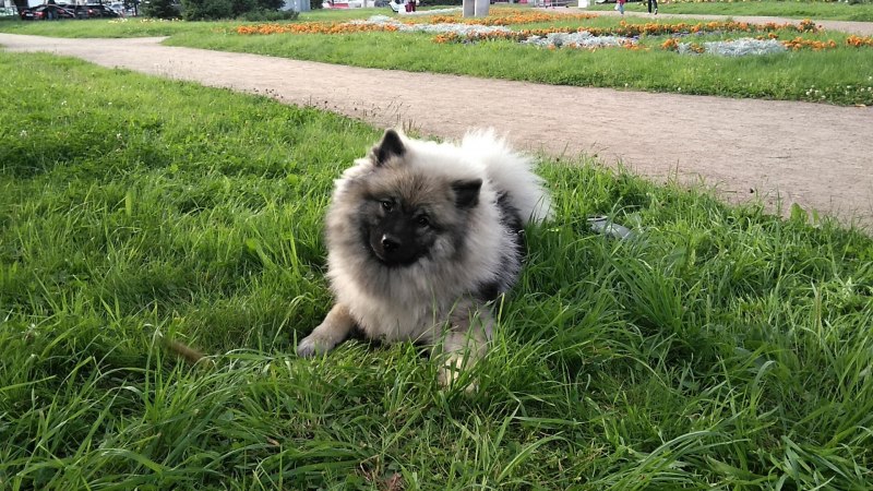Кеесхонд белый
