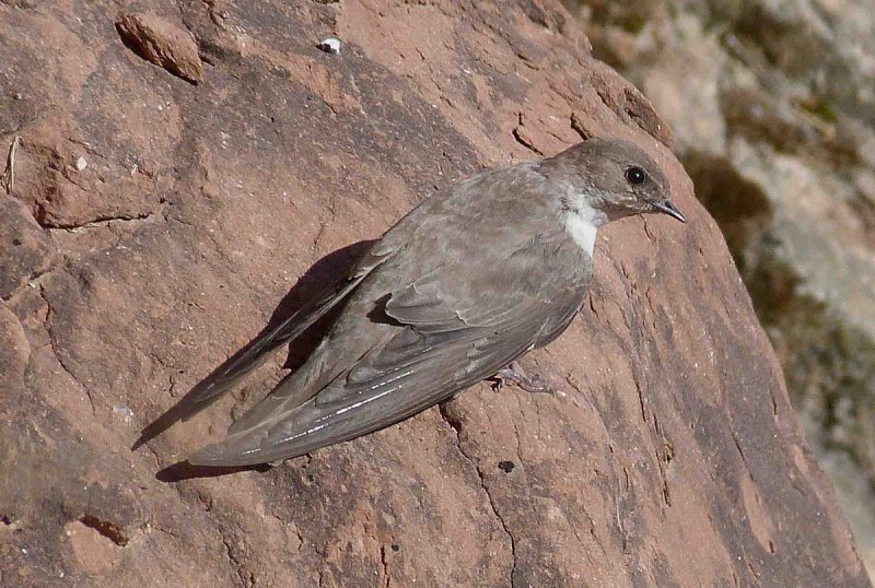 Petrochelidon pyrrhonota