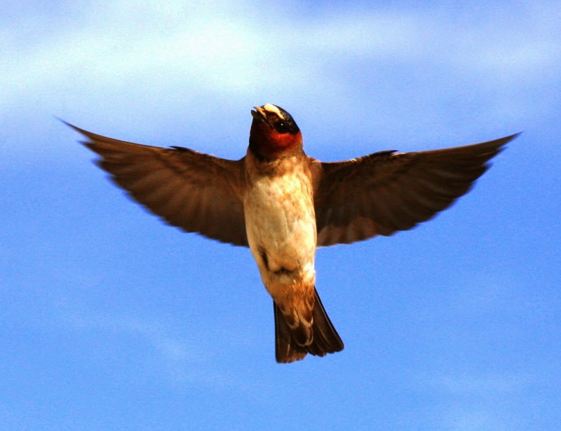Petrochelidon pyrrhonota