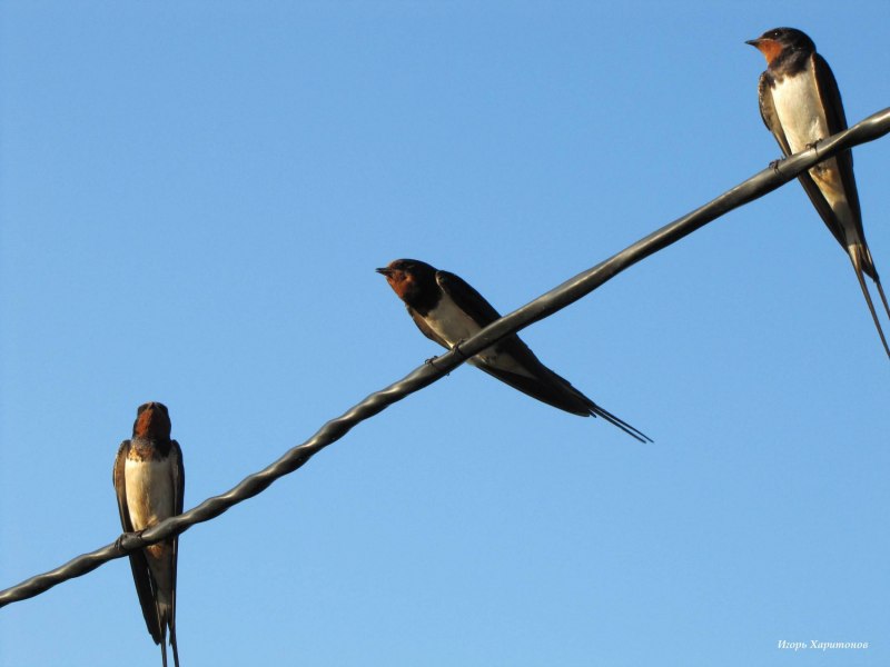 Деревенская Ласточка – Hirundo Rustica