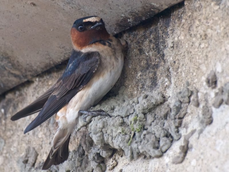 Petrochelidon pyrrhonota