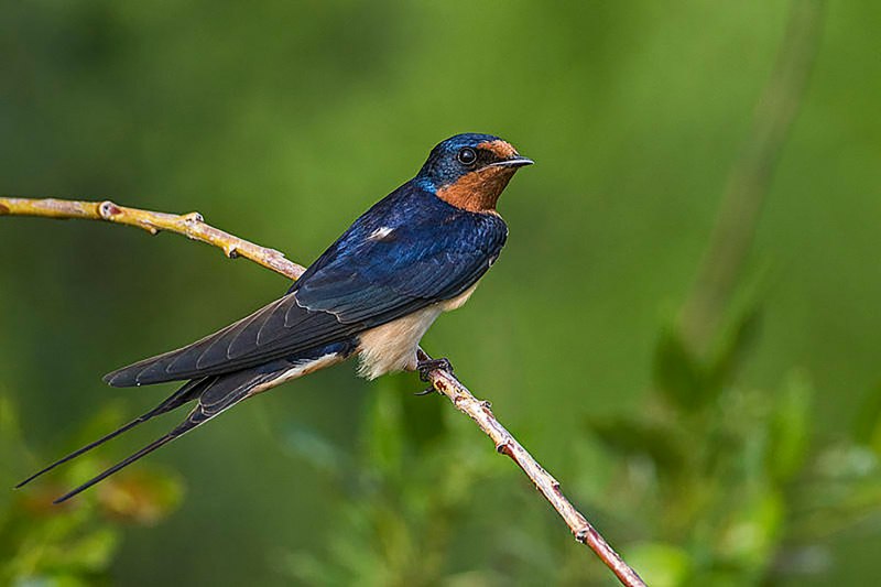 Деревенская Ласточка – Hirundo Rustica