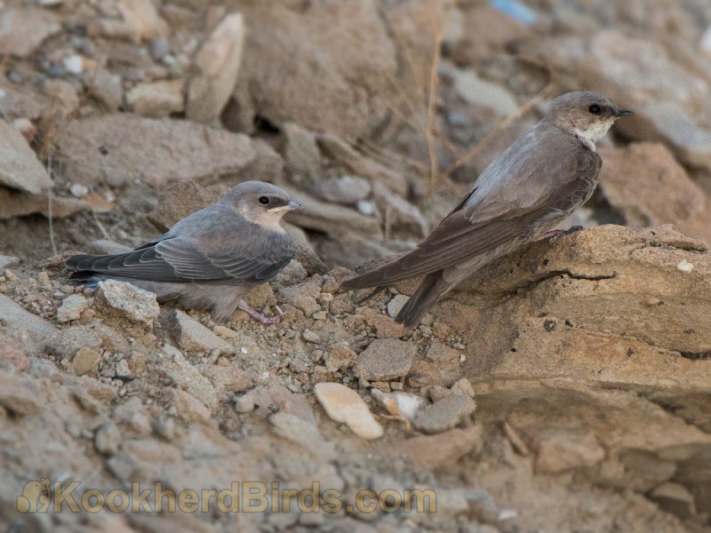 Ptyonoprogne rupestris