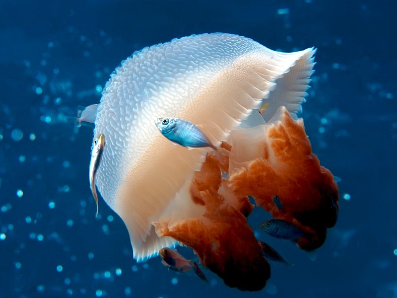 Морские животные и рыбы