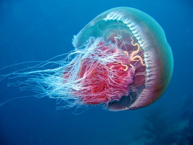Медуза рыба (55 фото)