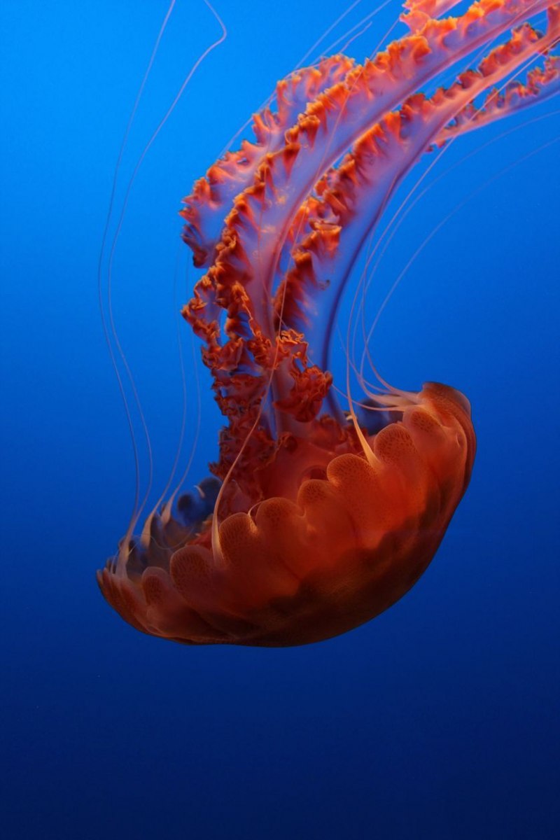 Chrysaora fuscescens