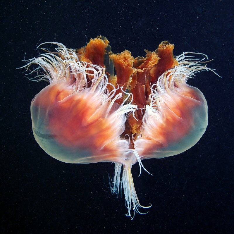 Phyllorhiza punctata медуза
