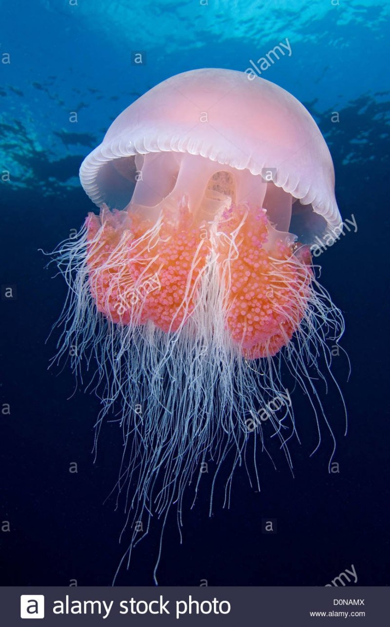 Phyllorhiza punctata медуза