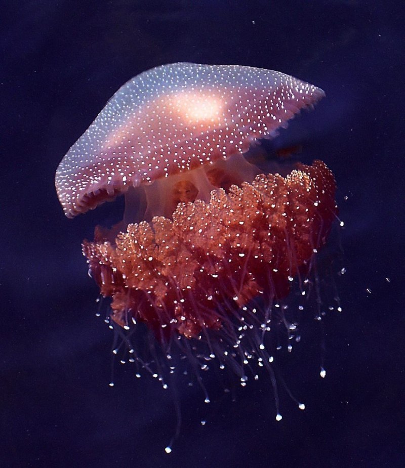 Медузы красного моря