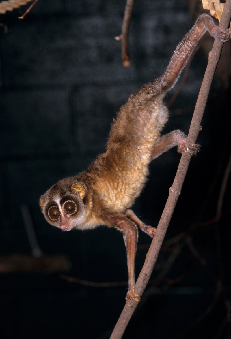 Карликовым Лори Nycticebus pygmaeus.