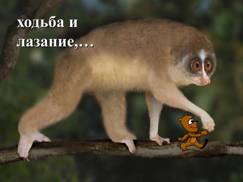 Лориевые лемуры